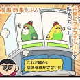 【ポカポカ】我が家の鳥、暖かに─ ─