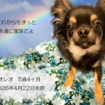 ペットセレモニーベル天国の天使達