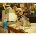 �ش��ĸ����٤β���