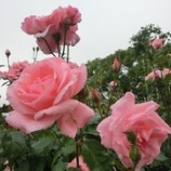 『駕与丁公園へ行きましたぁ🎶//薔薇の樹苑デイサービス』の画像