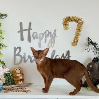 りす子、7歳のお誕生日会♪