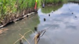 テナガエビ釣れたよぉ🥺（※画像あり）