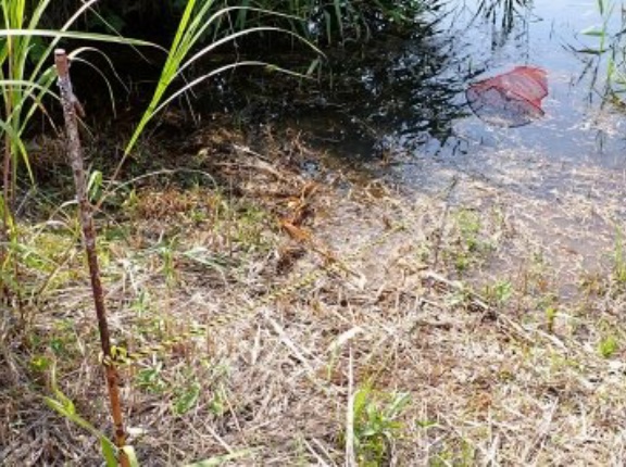 アカミミガメ等防除の罠を設置しました