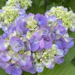 田舎のプチマダムＭの暮らし