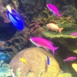 『熱帯魚観賞の裏で起きていること』の画像