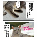 シルバーグレー美猫みるくさん