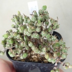 世界食虫植物化計画