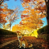 『秋ですね〜(^^)』の画像