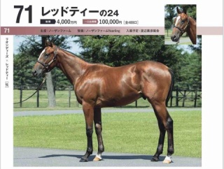 【キャロット】勝手に募集馬見解 その57 レッドティーの24