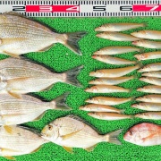 2026年4月22日　釣果