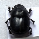 まだ関西にもいました！マルエンマコガネ。