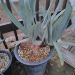 アガベブログ・サイタマ