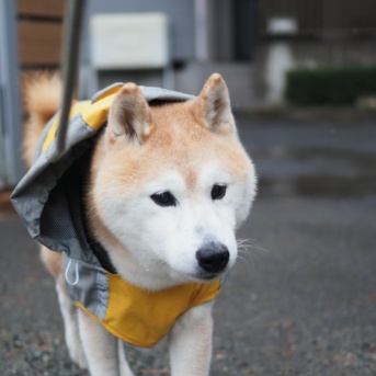 「降る」と言うより「舞う」でした