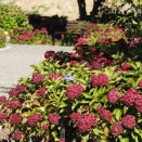 【紅葉】秋でも見られる紫陽花？深紅の秋色紫陽花が楽しめる小樽の新紅葉スポット"百想園"