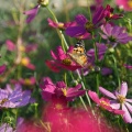 コスモスは群生する。