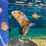 ワンラブ観賞魚部門の入荷情報ブログ！