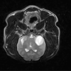 風の動物病院のブログ