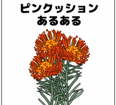 📍📍ピンクッションあるある📍📍