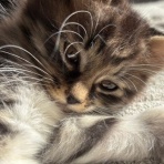 しゃーねこ家のblog