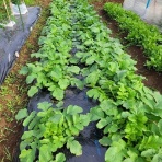 医食同源里山日記