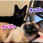 猫的下僕生活