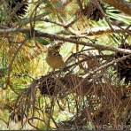LuckyBookの野鳥不定期日記３＜備忘録＞