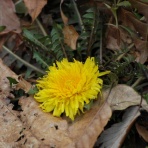 俳句の集い！望生の俳句