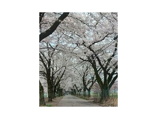 眞原の桜並木