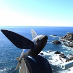 土佐料理　旬の鰹がゆく！