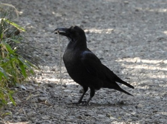 2026年3月15日の野鳥公園
