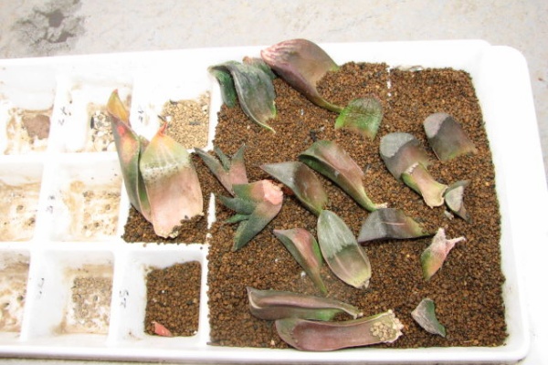 多肉凸凹blog 葉挿し 挿し穂