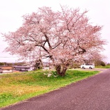 『2026.4 「ご近所🌸」 岡山市北区中原』の画像