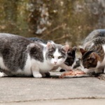 野良猫にエサやるのって「悪」だと思う？「善」だと思う？