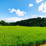 【閲覧注意】用水路にめっちゃ美味しそうなブドウ生えてたｗ ﾊﾟｼｬ