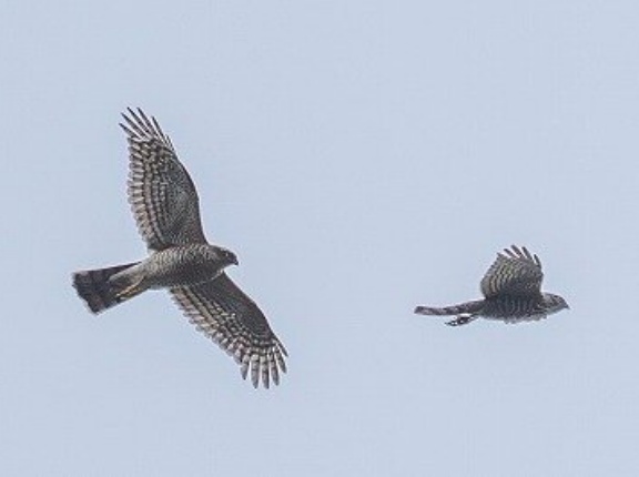 2026年1月21日の野鳥公園