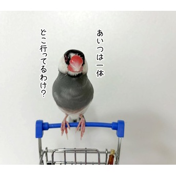 文鳥スーパーでお買い物