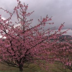 KAMONOMANIA　カモノマニア