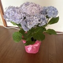 今年も紫陽花
