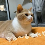 cat cafe Prince