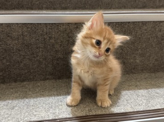 母猫の存在と子猫の成長　20260508
