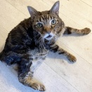 ココちゃんを病院へ・・・