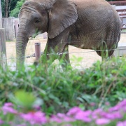 アフリカゾウとお花