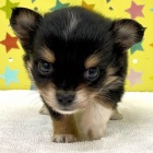 『 新しいわんちゃんの紹介です🐶』の画像