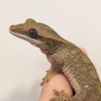 爬虫類クラブJ 横須賀店ブログ