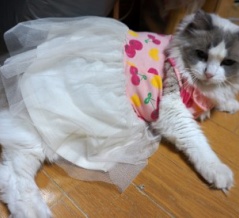 読者の皆様のおかげでブログ開設20年