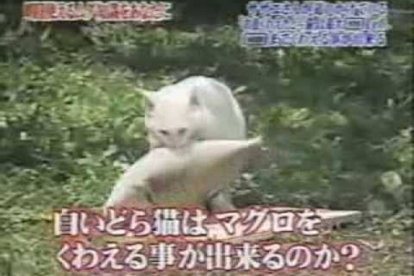 ちえぶくろ速報 笑える話