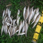 山口県の釣りのブログ～のんべぇ日記～