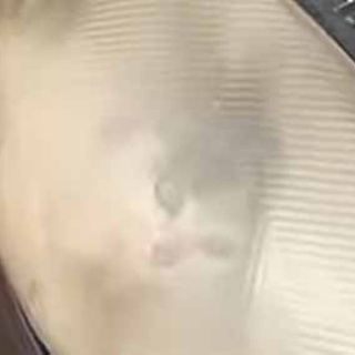 猫の動画 ねこわん！