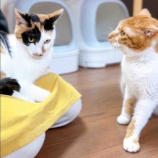 『みつはちゃんとパセリくんの約束🤝』の画像