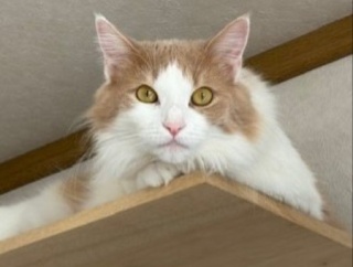 北海道の広大な公園のエゾエンゴサクの花畑